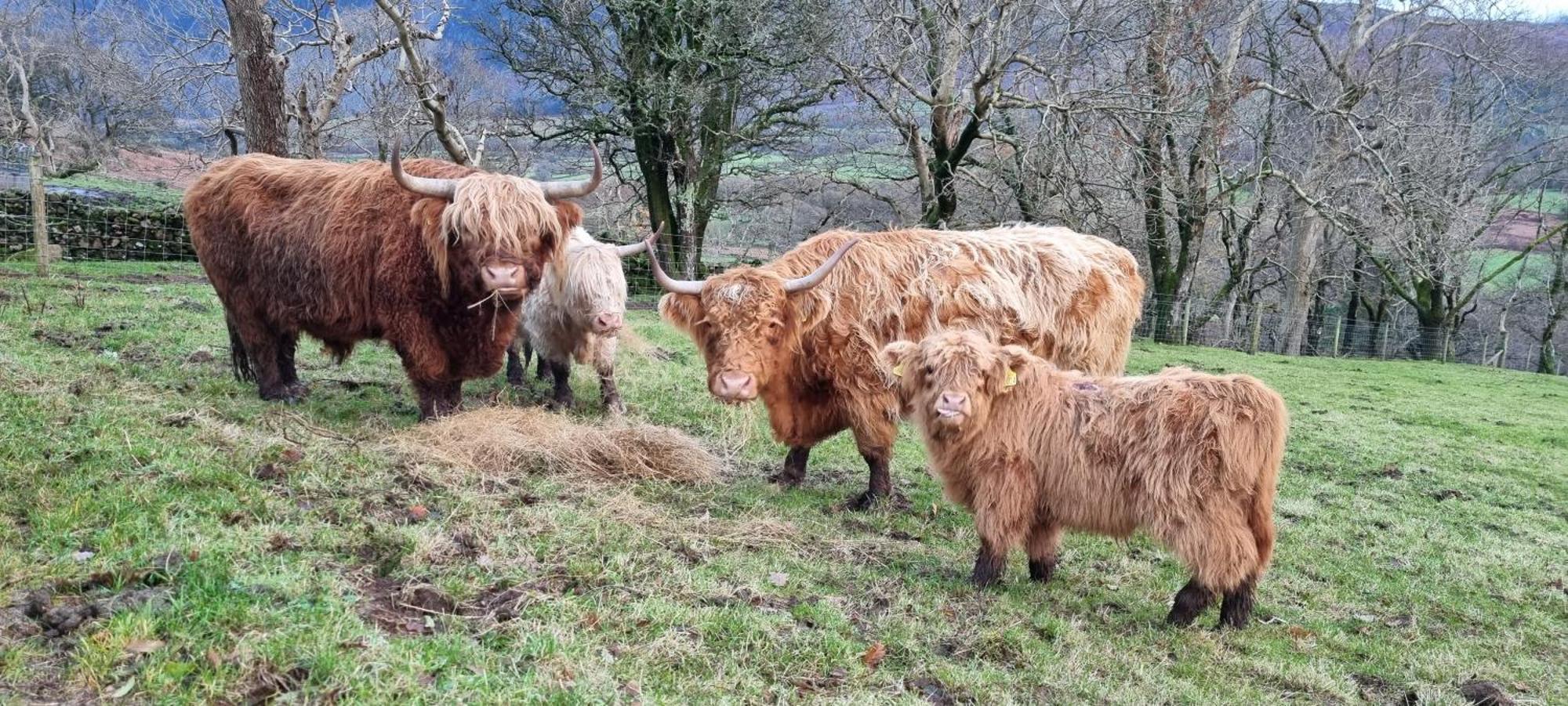 Scafell Cottage On The Big "W" Ranch Nether Wasdale Εξωτερικό φωτογραφία